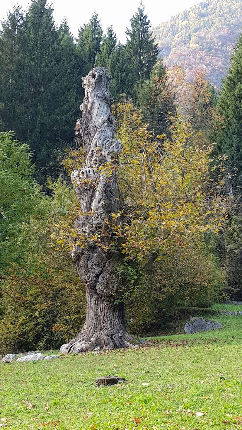 Parco Castagneto