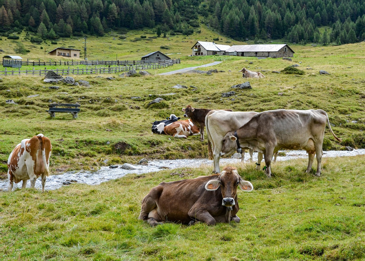Agriturismi in Val Rendena: natura, sapori e ospitalità contadina