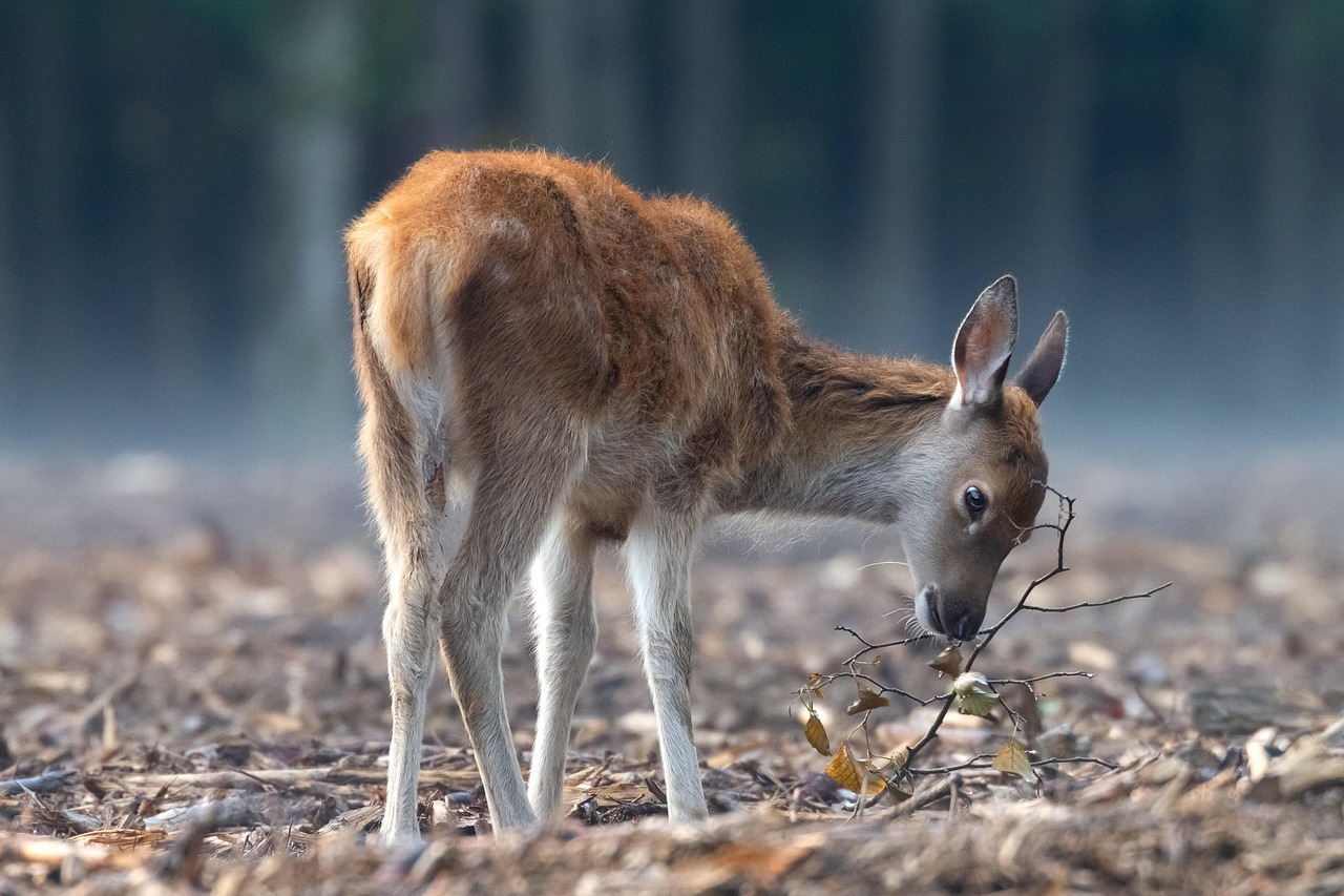 Il distretto faunistico della Val Rendena: fauna selvatica e gestione