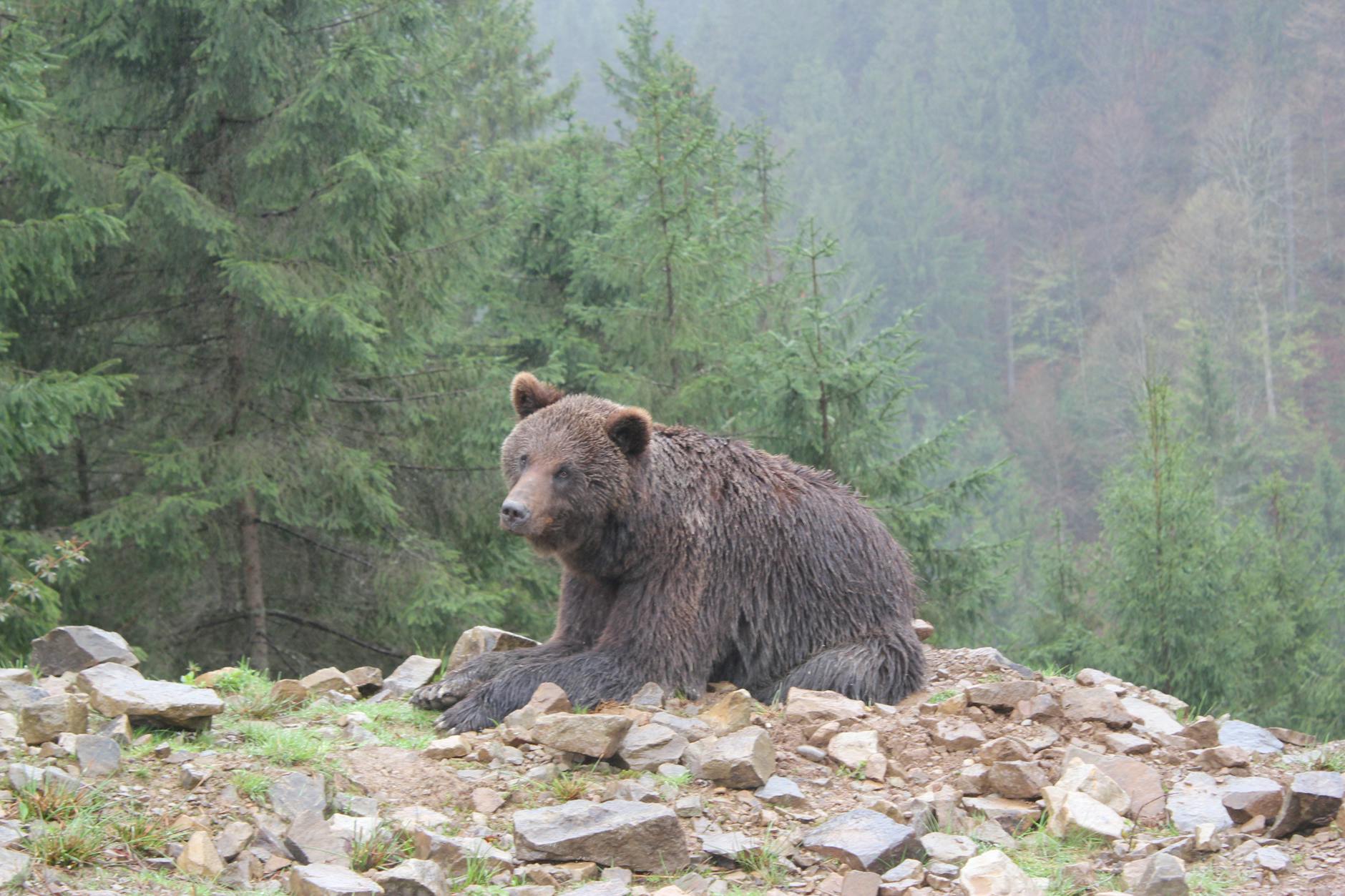 La fauna del Parco Adamello Brenta: l'orso bruno e gli altri animali
