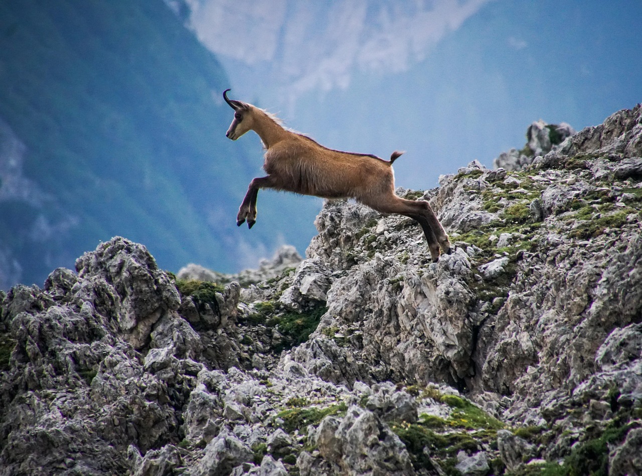 Camoscio alpino sulle rocce delle Dolomiti Camoscio alpino sulle rocce delle Dolomiti