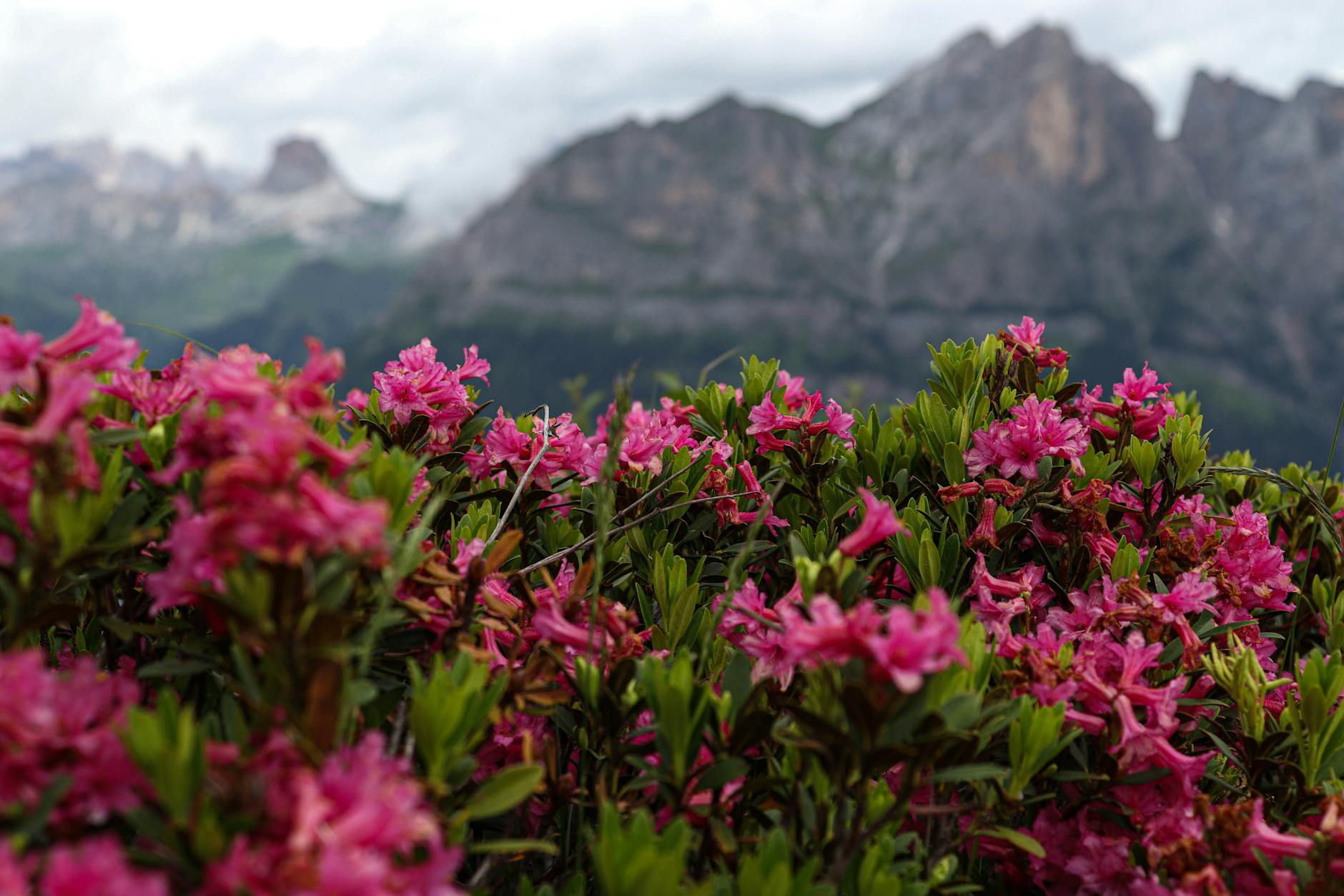 La flora alpina della Val Rendena: fiori e piante delle Dolomiti
