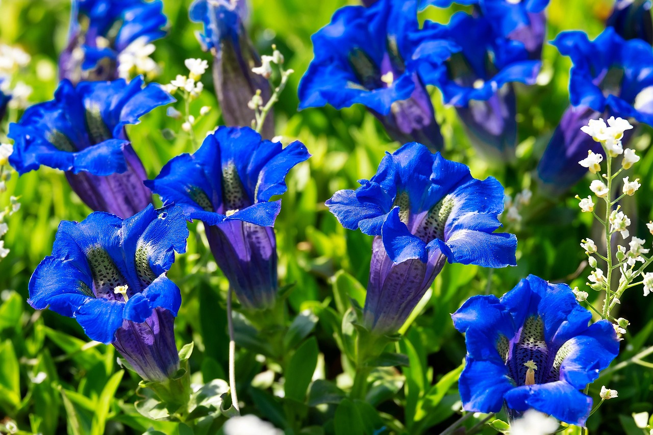 Genziana alpina dai caratteristici fiori blu intenso