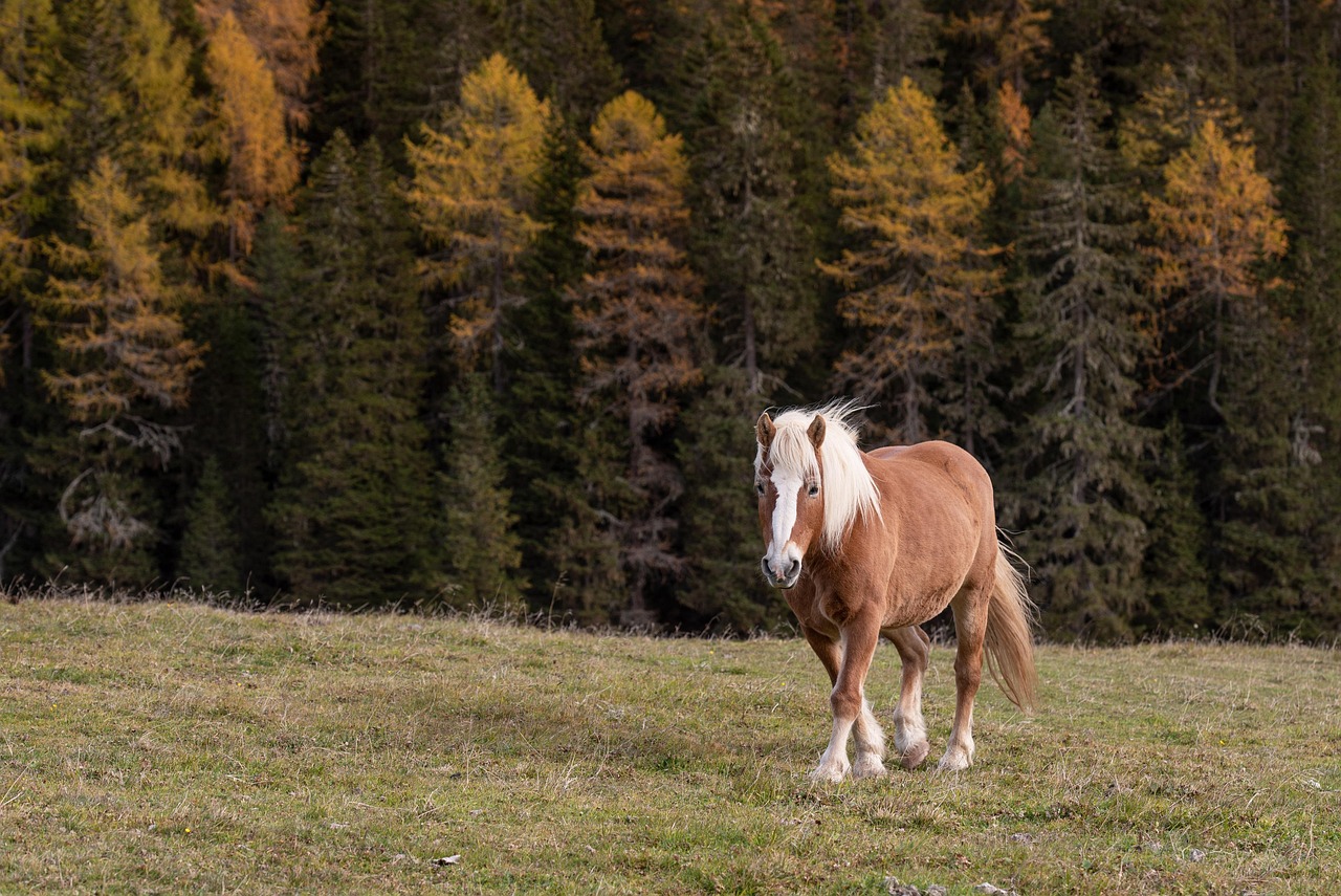 Giornata della Biodiversità nel Parco Adamello Brenta
